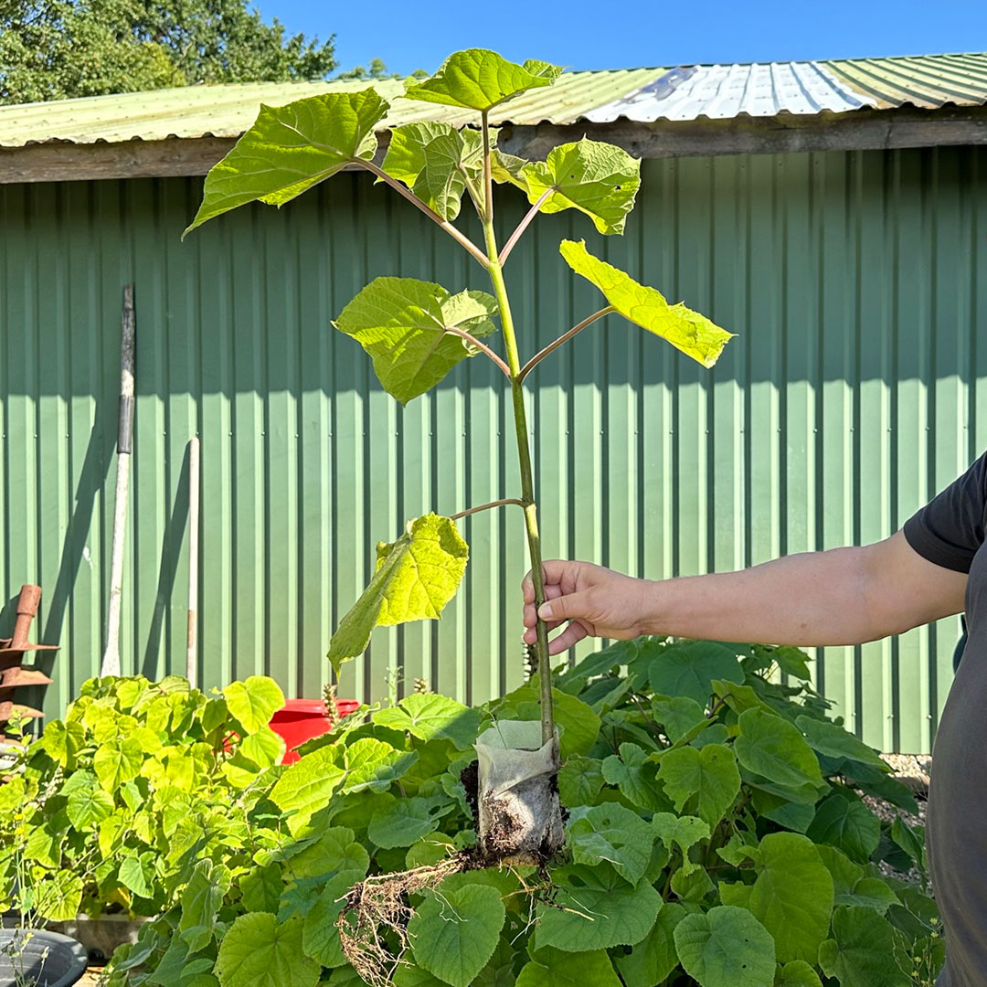 Paulownia-træer_Bedsted-Loe